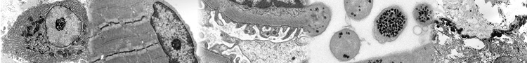 Plateforme de Microscopie