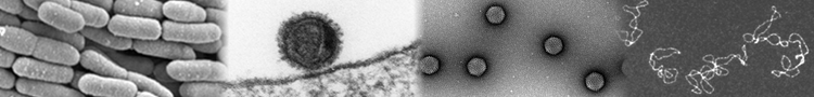 Plateforme de Microscopie