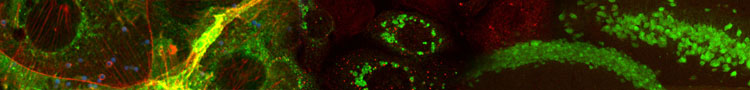 Plateforme de Microscopie